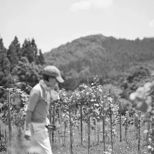 2024 Fattoria al Fiore 'Rosato' Cabernet Sauvignon, Neo Muscat & Merlot, Japan | 750ml | 10.5%