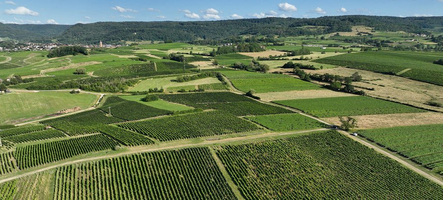 Jura Wine Is Having a Moment,  So Why Am I Worried?
