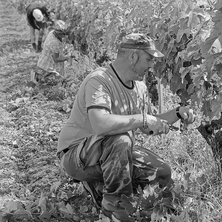 A black and white photograph of a man in a vineyard, crouching beside grapevines while holding a tool, with another person working in the background.