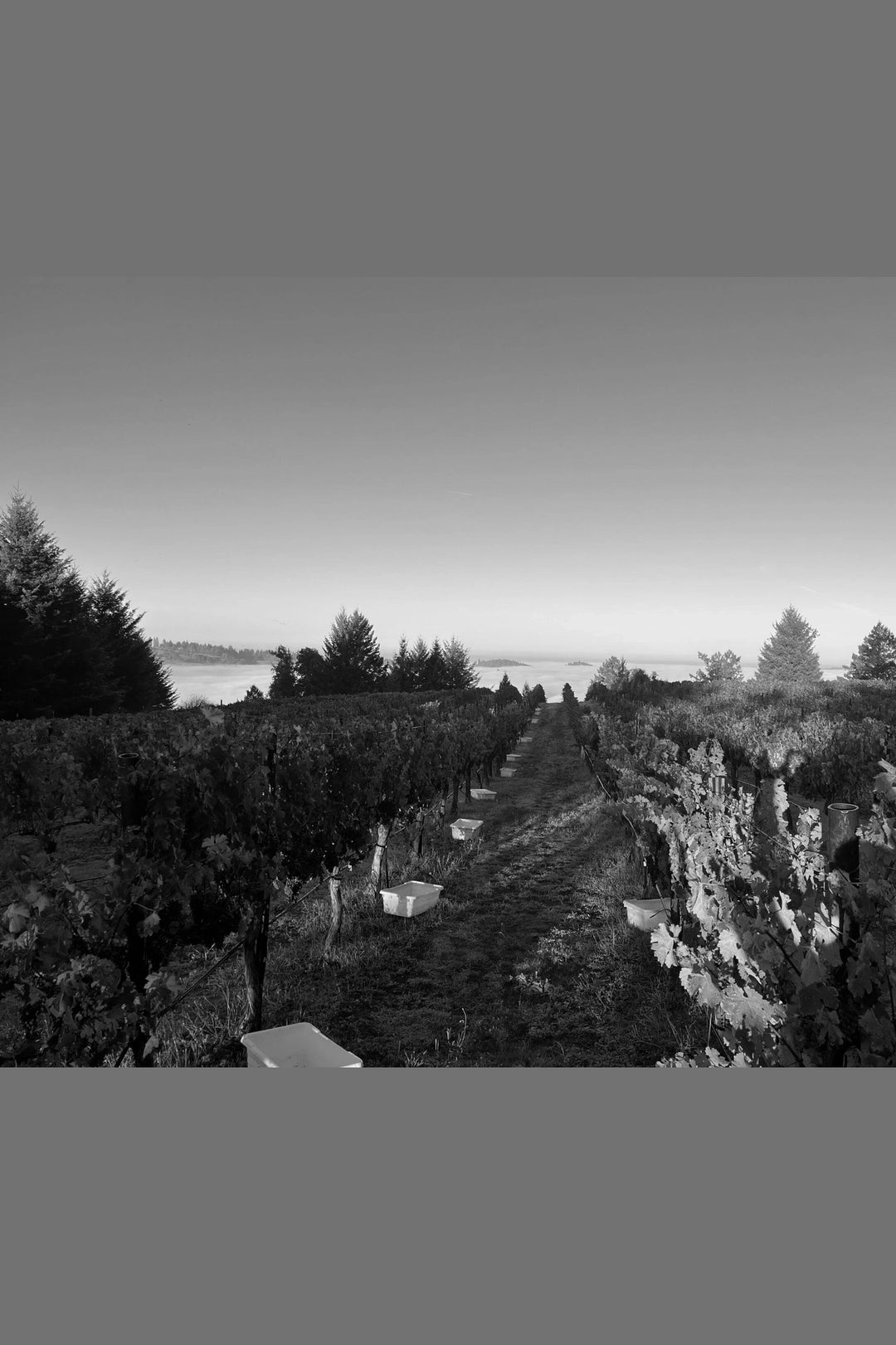 Unturned Stone The Rhythm Section Castanon Vineyard 2024