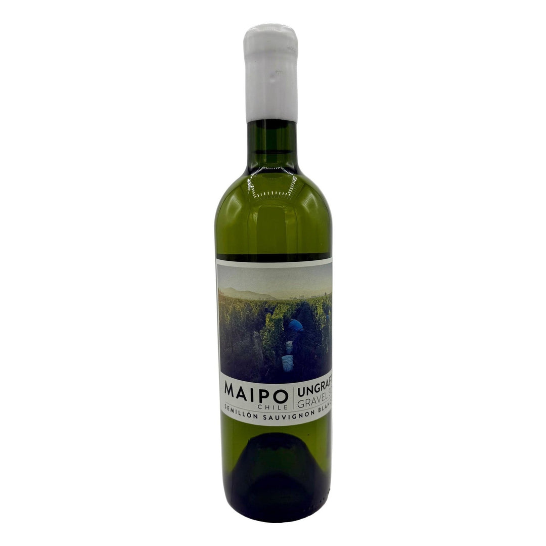 Ungrafted Semillon Sauvignon Blanc Maipo Valley 2024 White Wine