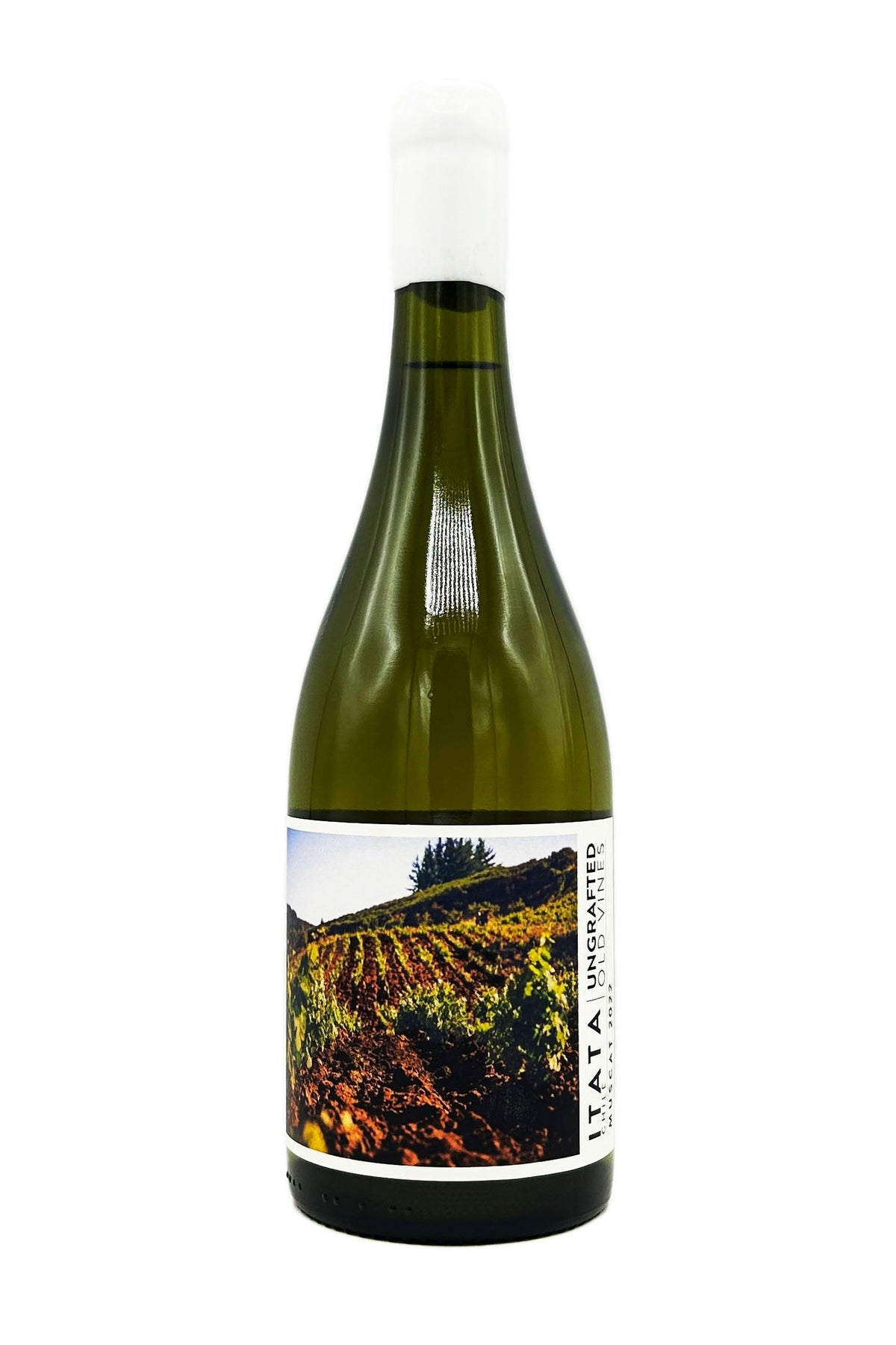 Ungrafted Muscat Itata Valley 2022 - Wine Therapy NYC