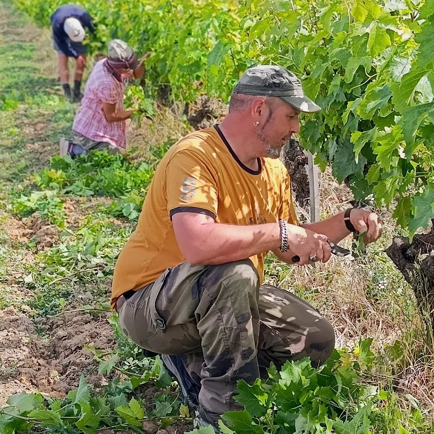 Domaine des Grouas