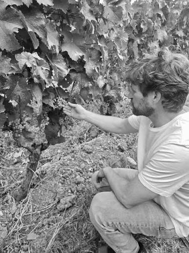 Simon Haag Only Grapes White 2025