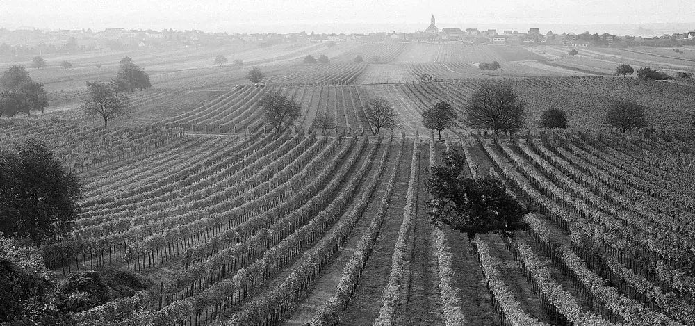 Volker Wines Orange Vibes